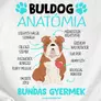 Kép 3/5 - Buldog anatómia férfi póló (B_Fehér)