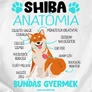 Shiba anatómia férfi póló (B_fehér)